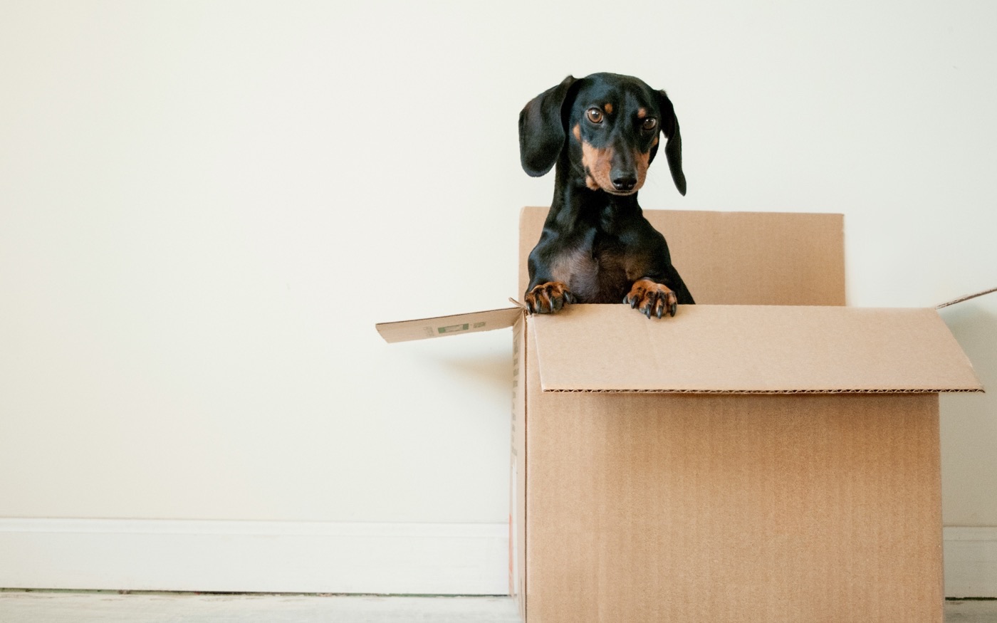 A dachshund peeking out of a cardboard moving box in an empty room, ready to move home